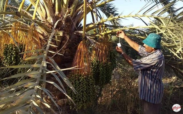 20 مليون نخلة في مصر وعلاج 150 ألفا من السوسة الحمراء