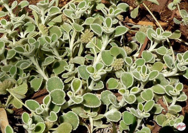 نبات الشانكا بيدرا فوائده وطريقة تحضيره