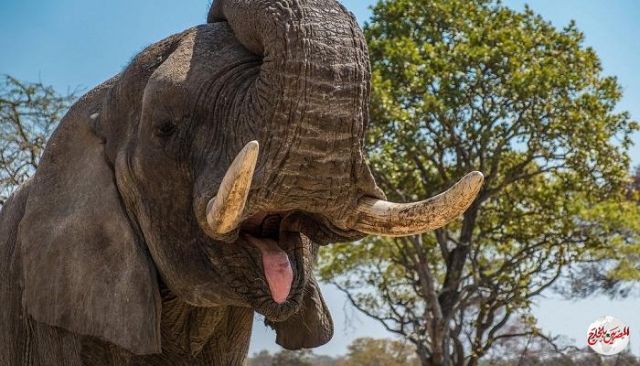 وكالات: كورونا "متهم رئيسي".. فيل جائع يدهس مزارعا في تايلاند!