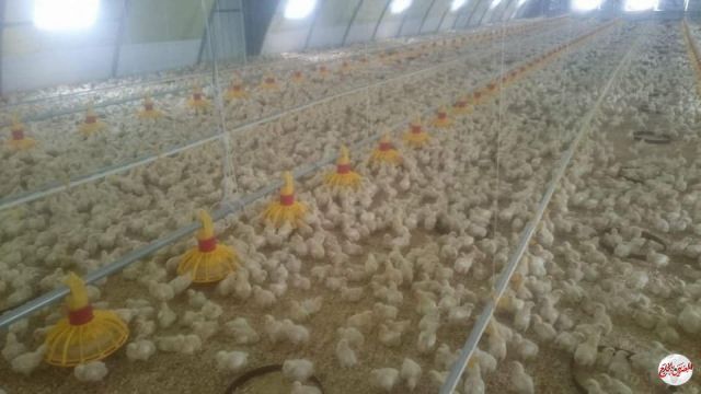 الزراعة : مصر تنتج سنويا 1,4 مليار دجاجة و 13 مليار بيضة
