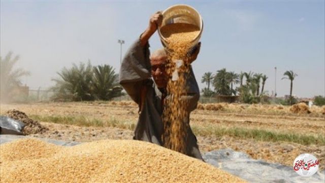 وزير التموين: إستلام مليون طن قمح محلي خلال أسبوعين منذ بدء التوريد