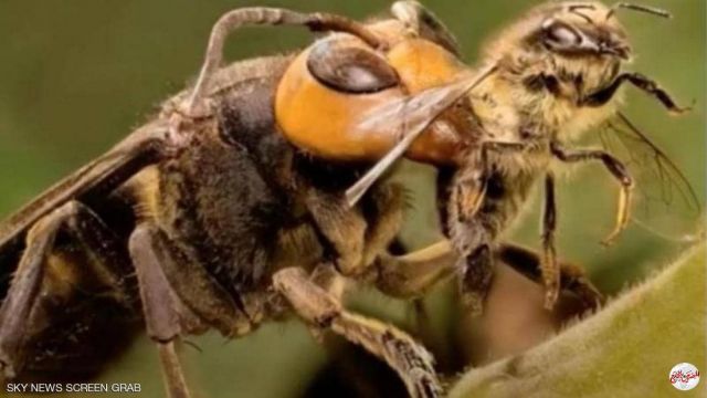 دبابير قاتلة تجتاح واشنطن