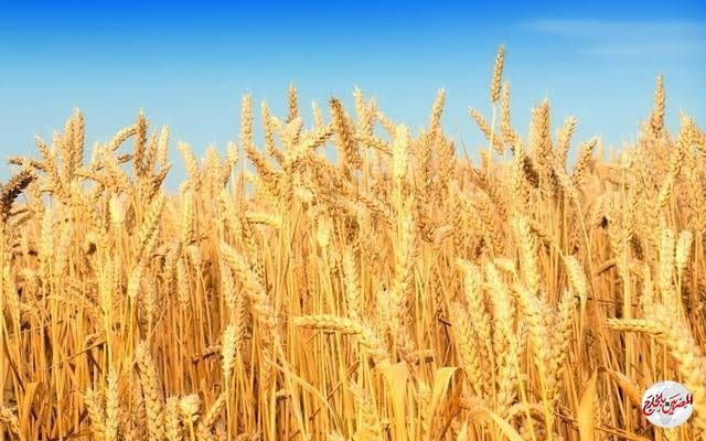 "الزراعة": حصاد 1.9 مليون فدان قمح وتوريد 1.6مليون طن حتى الآن