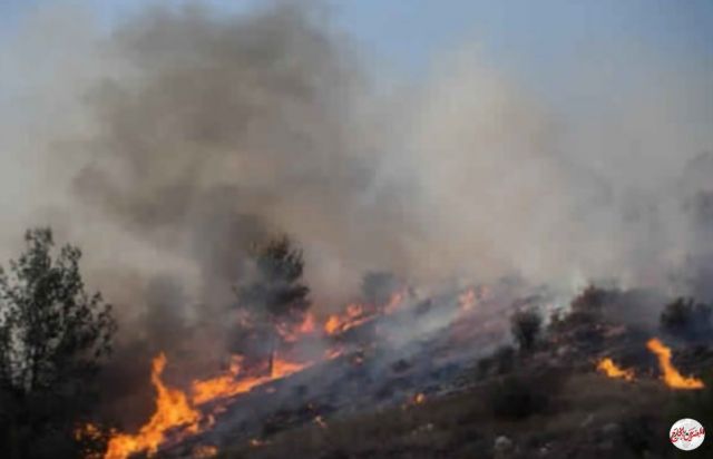 حريق هائل بغابات اسرائيل