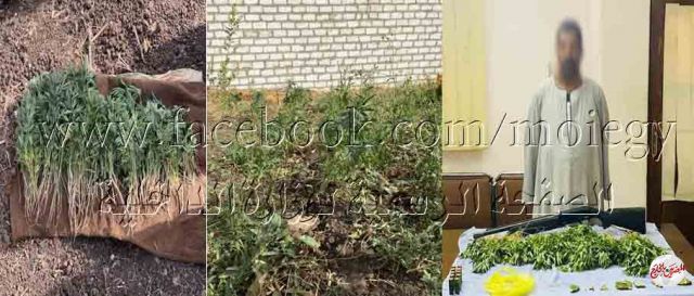 ضبط أحد الأشخاص بأسيوط لقيامه بالإتجار فى المواد المخدرة وزراعتها بداخل قطعة أرض ملكه