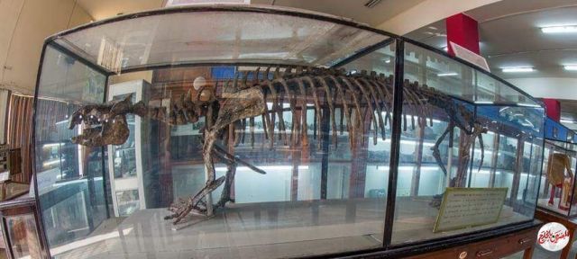 "المتحف الجيولوجي" الوحيد في إفريقيا والشرق الأوسط