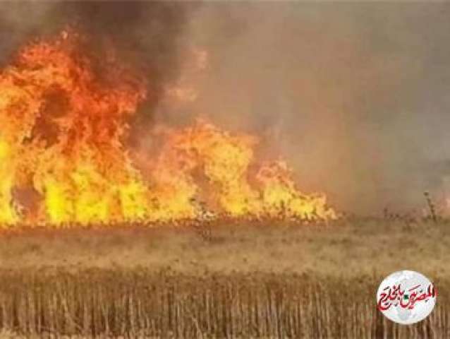 "وكالات": القوات الامريكية تحرق حقول القمح بسوريا بأمر من ترامب!