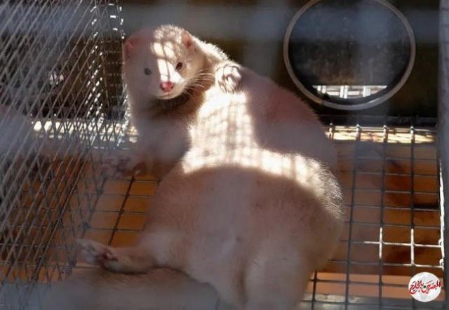 بعد الخفافيش.. ضيف جديد ينقل الفيروس للإنسان