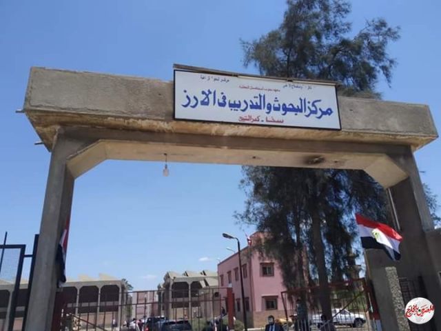 التوصيات الفنية لمحصول الأرز خلال شهر يونيو