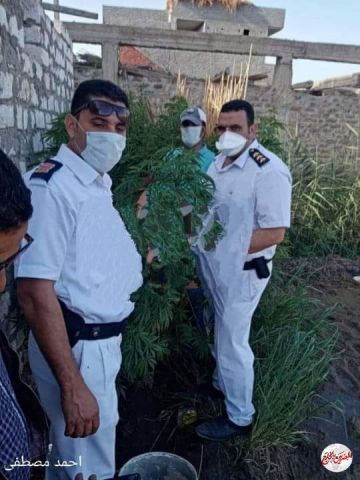 الداخلية تضبط متهم يقوم بزراعة نبات البانجو المخدر فى محافظة الدقهلية