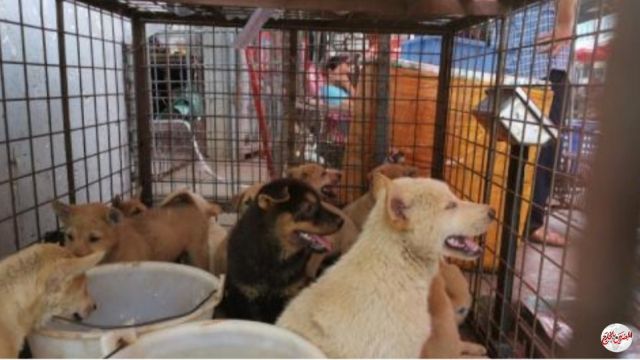 انطلاق مهرجان لحوم الكلاب المثير للجدل في الصين