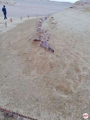 ياسمين فؤاد تتابع ترميم المتحف المفتوح بوادى الحيتان وجبل قطرانى