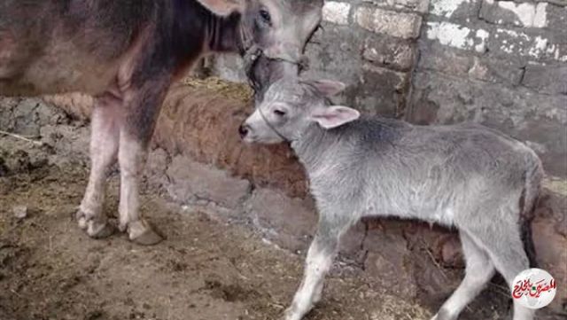 البنك الزراعى: ضخ مليار جنيه في مشروعات تسمين البتلو