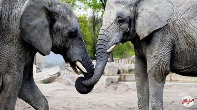 بولندا تعطى الأفيال "الحشيش" للتخفيف من ضغوطها النفسية!