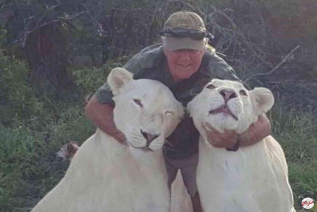 أسدان ينهشان صاحبهما حتى الموت في جنوب إفريقيا