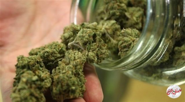 النيابة العامة بدبى: إحباط تهريب 206 كجم ماريجوانا