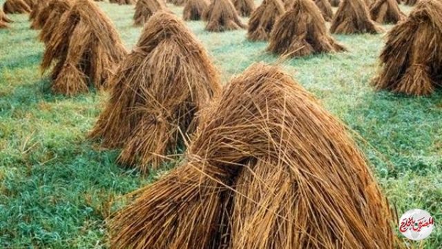 الزراعة: جمع وتدوير  238 ألف طن قش الأرز