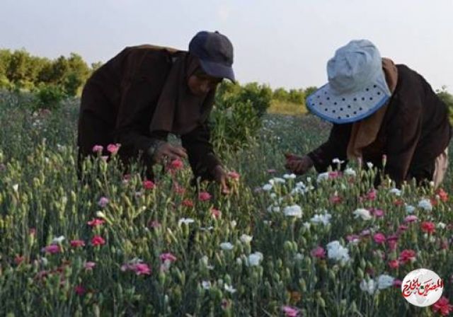قطعة من الجنة ...قرية في الغربية تنتج الياسيمن للعالم