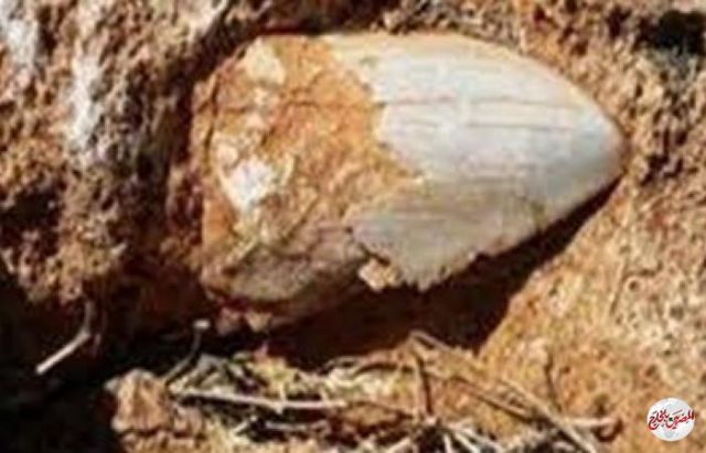 الصين تعلن اكتشاف حفريات حيوانية يعود تاريخها إلى نحو 25 مليون سنة