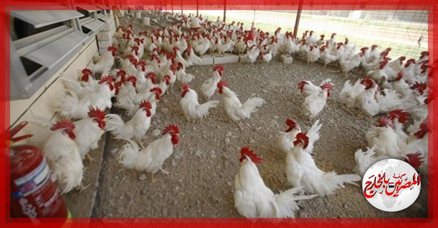 المصريين بالخارج