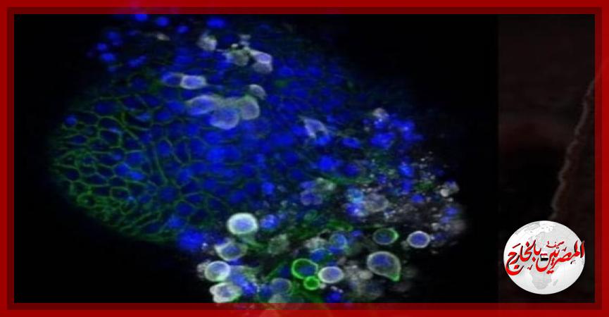 المصريين بالخارج