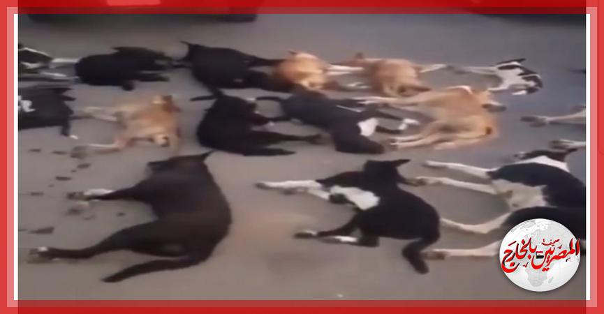 المصريين بالخارج