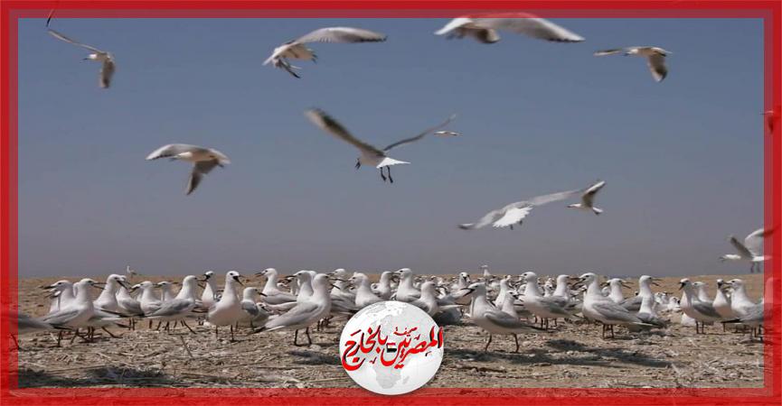 المصريين بالخارج