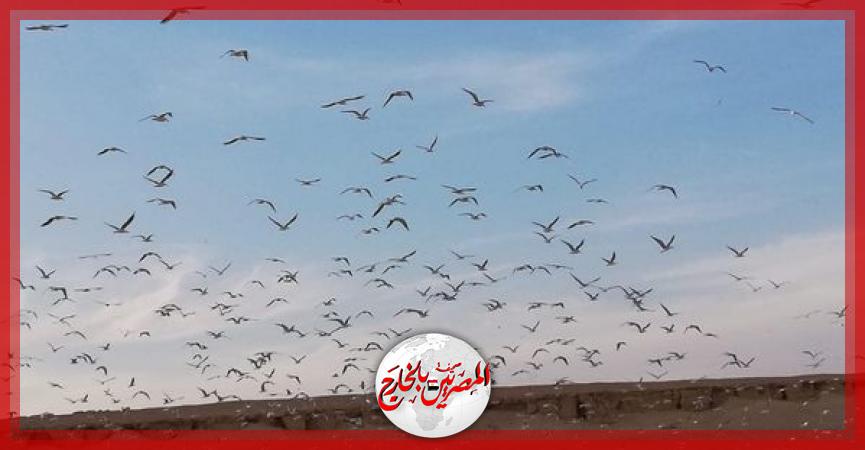 المصريين بالخارج