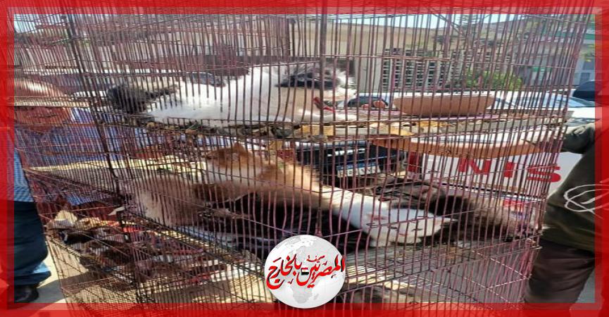 المصريين بالخارج