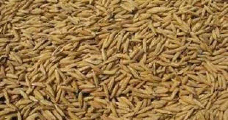 الداخلية تضبط أكثر من 718 طن أرز شعير وأبيض تم حجبها عن البيع خلال 24 ساعة