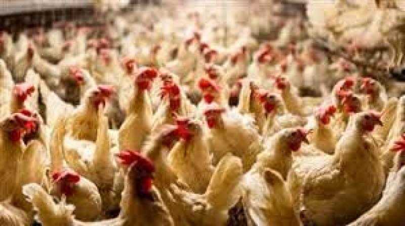 المركز الإعلامي لمجلس الوزراء ينفي ظهور ”إنفلونزا الطيور” ببعض المزارع