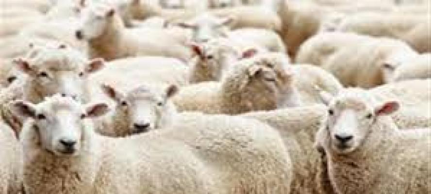 هل يجوز شراء الأضحية بالتقسيط؟.. اعرف الرأي الشرعي وحكم صكوك الأضاحي