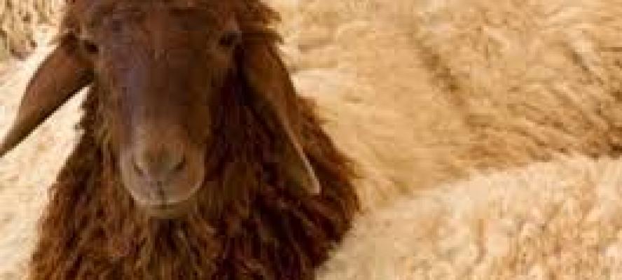 دار الإفتاء توضح حكم الجمع بين نية الهدي والأضحية أثناء الحج