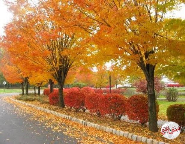 رسميًا وفلكيًا.. انتهاء فصل الصيف الثلاثاء المقبل