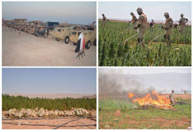 القوات المسلحة تنجح فى القضاء على (66) فدان من نبات البانجو فى سيناء