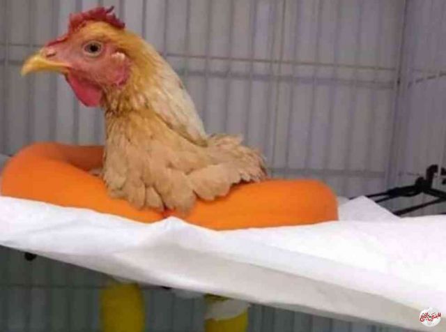 مطالب بالتحقيق في واقعة “جراحة الدجاجة” في محافظة البحر الأحمر!