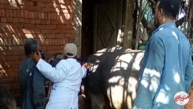 الزراعة: تحصين أكثر من 181 ألف رأس ماشية ضد مرض الحمي القلاعية