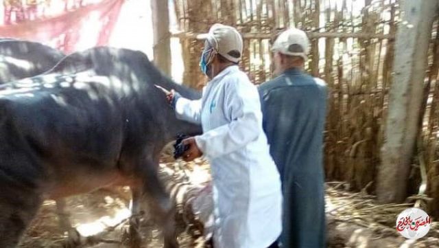 تحصين نصف مليون رأس ماشية ضد مرض الحمى القلاعية والوادي المتصدع