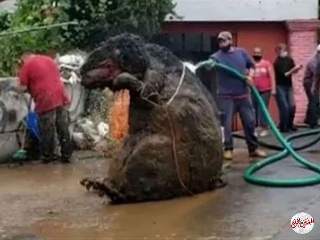 صدق أو لا تصدق.. عمال يعثرون على فأر في مواسير للصرف الصحي بحجم دب!!