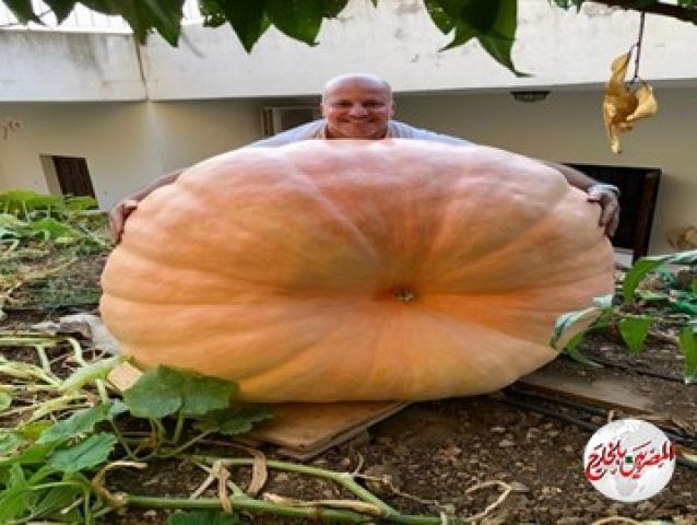 للعام الثاني على التوالي: يقطينة عملاقة في كيفون – عاليه.. وهذا هو وزنها!