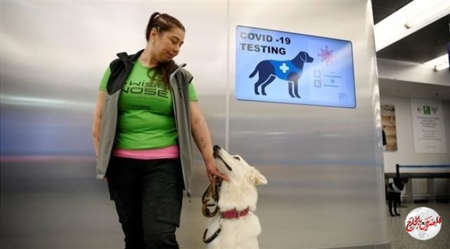 "وكالة": مطار هلسنكي يستعين بكلاب مدربة لرصد الحالات المصابة بكورونا