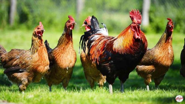 من الغرائب... مزارع يزرع نباتات "القنب" المخدر لتغذية الدجاج!