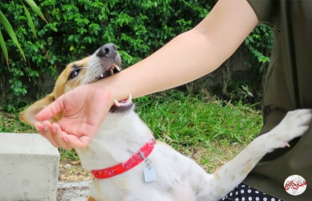 تحذير! .. داء الكلب ينتقل للبشر ويؤثر على الأعصاب