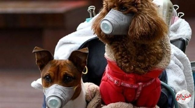 العثور على 5 آلاف حيوان ميت في طرود داخل مستودع بالصين