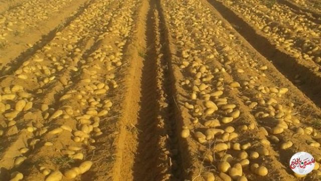 الزراعة: إنشاء قاعدة بيانات جغرافية لثلاجات حفظ تقاوي البطاطس