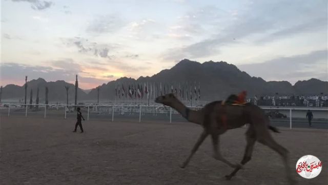 وزير الشباب يشهد فعاليات ثاني أيام مهرجان سباق الهجن بشرم الشيخ