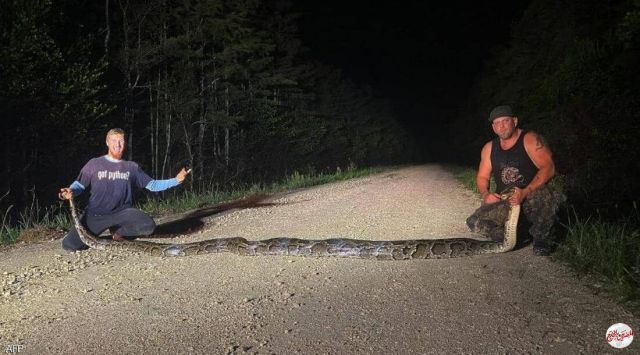 طوله 6 أمتار ووزنه 47 كيلو.. "صيد ثمين" في فلوريدا!