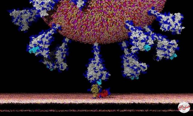 خبر سار من "هونغ كونغ".. بشأن علاج كورونا