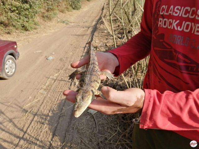 مصادر تؤكد العثور على تمساح بمياه النيل في الغربية