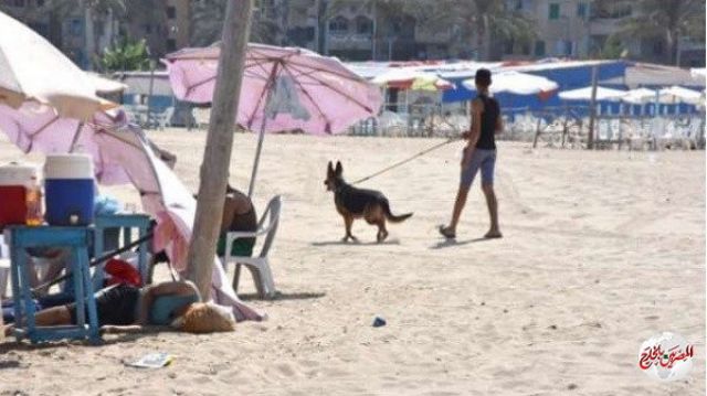 طرح شاطئين بالإسكندرية للإيجار فى مزاد علنى